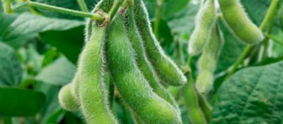 Entenda os estádios fenológicos do milho