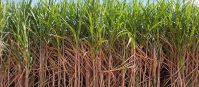 Deficiências Nutricionais na Cana-de-Açúcar: Impacto na TCH e ATR