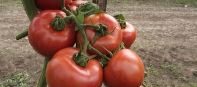 Desafios na cultura do tomate podem ser superados