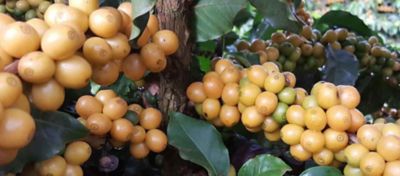 7 dicas para melhorar a qualidade do café