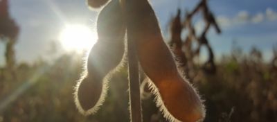 Estratégias para alcançar o equilíbrio hormonal nas plantas em condições adversas