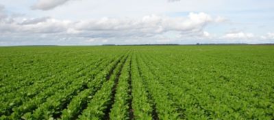 Equilíbrio hormonal na soja: por que é essencial para a produtividade da cultura?