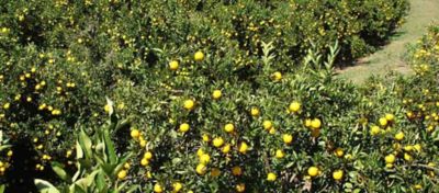 Saiba como melhorar sua produção de citros