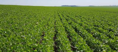 Estratégias para Otimizar o Sistema Radicular da Soja