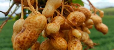 Entenda os estádios fenológicos do amendoim