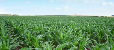 Fenologia do Milho Como Maximizar a Produção