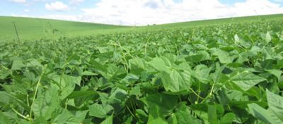 Fisiologia vegetal: como o estresse impacta as plantas?