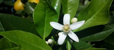 Quais Nutrientes Não Podem Faltar no Florescimento do Citrus