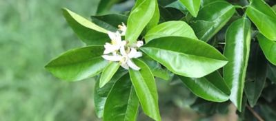 Florada dos Citros Início do Momento Mais Decisivos da Safra