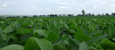 Fotossíntese e Soja Forte: A Combinação Da Alta Produtividade