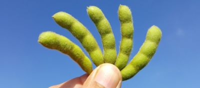 A importância das cultivares para altas produtividades