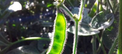Qual a importância da soja para a agricultura brasileira?