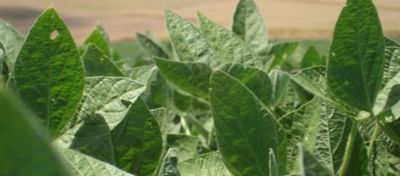 Inoculante para Soja: Como Escolher a Solução Certa para a Cultura?