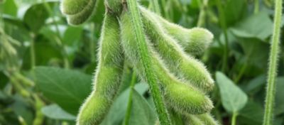 Manejo da Soja: Estratégias para Maximizar a Produtividade e a Qualidade dos Grãos