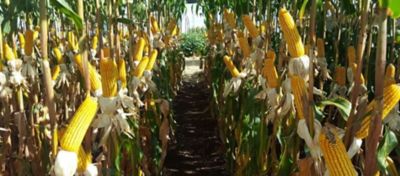 Doenças do milho: os indesejáveis grãos ardidos