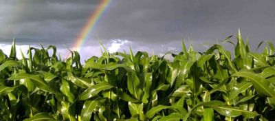 Como a fenologia do milho impactar a sua produtividade?