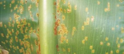 Ferrugem no milho: você sabe identificar os sintomas?