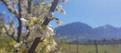 Nutrição foliar: o que é e como fazer