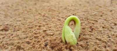 O papel dos macronutrientes na saúde vegetal