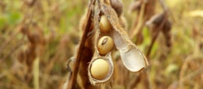 Como melhorar o peso e a qualidade dos grãos