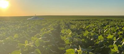 Plantas C3 Como Elas Definem o Sucesso da Sua Lavoura