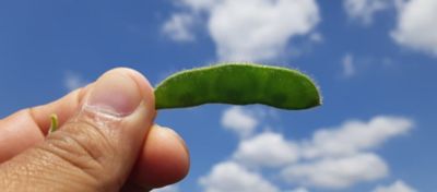 Auxina O Poder dos Hormônios Para Alta Performance da Soja