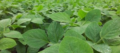 Você sabe quando aplicar cloreto de potássio na soja