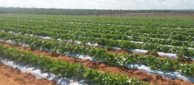 Pré-Inoculação: A Estratégia Eficiente para Garantir Nodulação Precoce