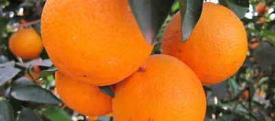 Como melhorar a produção de citros — Estratégias para aumentar a qualidade dos frutos