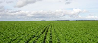 Produtos Biológicos: O Que São e Por Que Estão Transformando a Agricultura