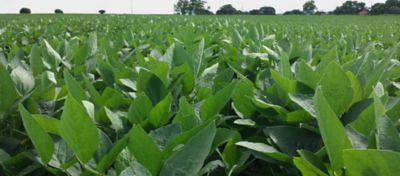 Quais os mecanismos de defesa da planta contra os estresses?