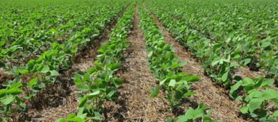 As Melhores Práticas de Adubação Para a Soja