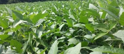 Deficiência de boro na soja: entenda os sintomas