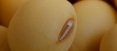 Como construir a produtividade na cultura da soja?