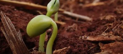 Plantio de soja: entenda os cuidados no estádio de emergência da soja