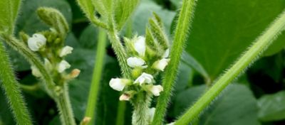 O que acontece no pleno florescimento da soja?