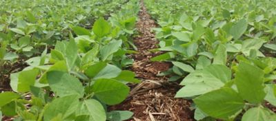 Características dos diferentes hábitos de crescimento da soja