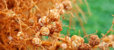 Raízes de leguminosa mostrando nódulos de fixação de nitrogênio. As estruturas arredondadas estão ligadas ao sistema radicular da planta.