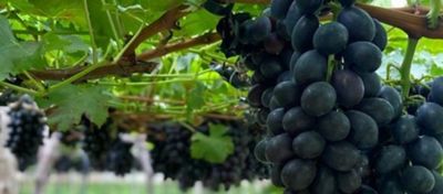 Quais os tipos de uva Conheça os Principais e Como Cultivá-las