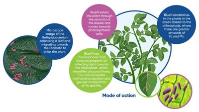 BlueN maximises crop potential