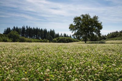 Field with cover crops