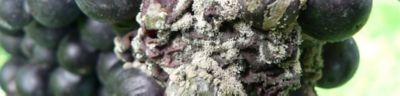 Botrytis - pourriture grise