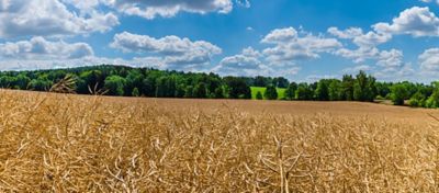 canola field brevant