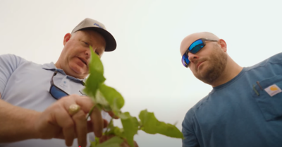 BRED TO DELIVER: NEW PHYTOGEN® BRAND VARIETIES OFFER UNMATCHED VIGOR, FIBER QUALITY & ADAPTABILITY