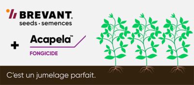 Fongicide acapela avec le mais de Brevant