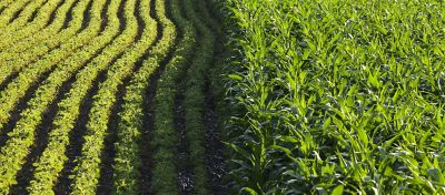 O Brasil é o quarto maior produtor mundial de grãos e o segundo maior exportador 