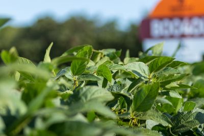 Soybean in field with sign