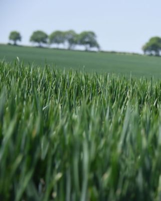 LEAF Corteva - British Countryside