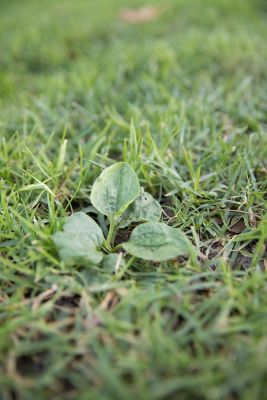 Broadleaf Plantain top view