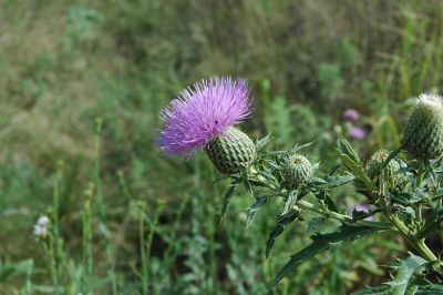 Bull thistle flower